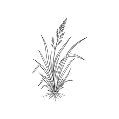 Fototapeta premium An illustration depicts a plant with long leaves and roots growing in soil.