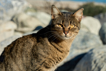 Close-up portrait of a brown tabby cat sitting on coastal rocks in natural sunlight. Sharp focus on expressive eyes with soft blurred background, outdoor animal photography.
