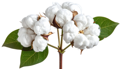 Close-up of cotton plant with fluffy white blooms, green leaves, and a brown stem