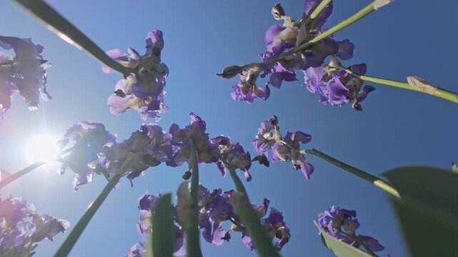 Bottom-up view of Iris flowers on blue sky background on sunny day, backlit by sunlight. View from below on flowers of Iris against sky and sun