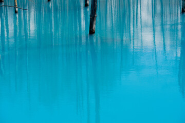 古木を映す青い池の湖面
