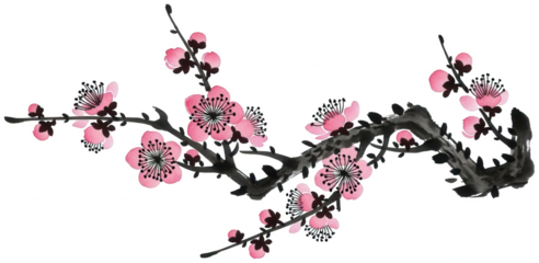 Plum Blossom png Cherry Blossom cutout Oriental Flower png Japanese Art cutout Floral Branch png Spring Bloom cutout Asian Painting png Watercolor
