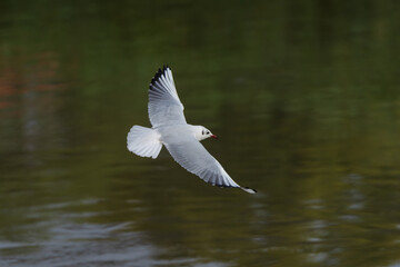 Black-headed Gull in flight with wings fully spread, gliding gracefully against a clean background. Captured in sharp detail, showcasing elegant motion and natural bird behavior.