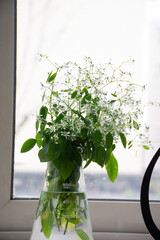 窓辺の白いユーフォルビア
