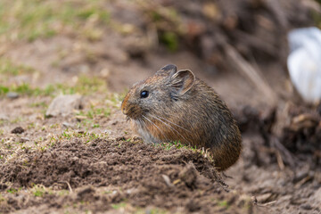 Close-up portrait of a Large-eared Pika showing fine fur texture and distinctive ears, captured in natural habitat. Detailed wildlife image highlighting alpine mammal behavior.