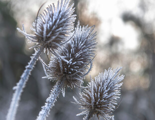 closeup on the flower of a thistle covered with frost in the morning sunlight in a meadow