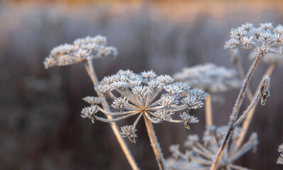 close-up on the flower of a wild parsnip covered with frost in the morning sunlight against a background of bokeh