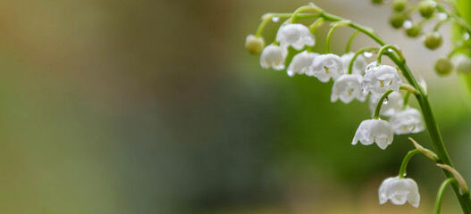 closeup on sprig of fresh lily-of-the- valley blooming on a green background and copy space at the right