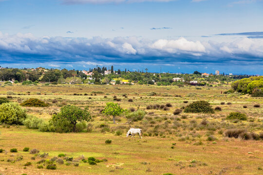 A serene and picturesque landscape near Meia Praia beach in Lagos, Algarve, Portugal, featuring a solitary white horse grazing peacefully in a vast, sun-drenched meadow.