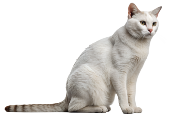 Realistic domestic cat, full body, sitting pose, calm neutral position, realistic proportions, clean detailed fur texture, soft studio lighting, eye level view, centered composition, isolated on trans