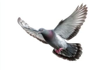 Obraz premium Isolated pigeon in flight on a clean white backdrop, feathers in motion