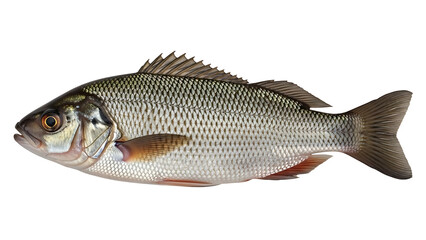 Obraz premium Freshwater fish, perch, isolated on white background, studio shot, healthy food