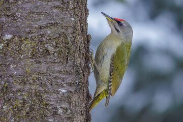 Grauspecht (Picus canus) M&auml;nnchen