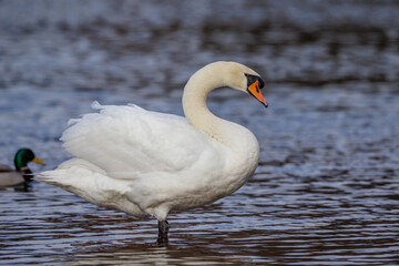 Obraz premium Höckerschwan (Cygnus olor)