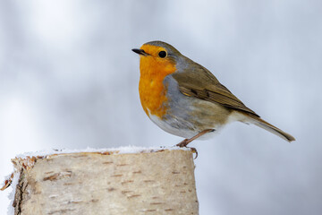 Rotkehlchen (Erithacus rubecula)