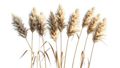 Close-up of fluffy, beige ornamental grass against a stark black background