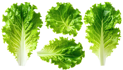 Close-up of four fresh lettuce leaves showcasing vibrant green color and delicate textures
