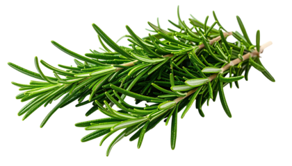Close-up of fresh, aromatic herb branches with slender green leaves