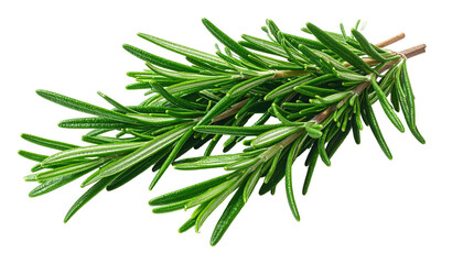 Fototapeta premium Close-up of fresh, vibrant green rosemary sprigs with thin needles on dark background