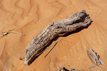 Dried tree log in the desert landscape