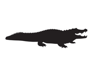 Fototapeta premium Orinoco Crocodile in silhouette white background.