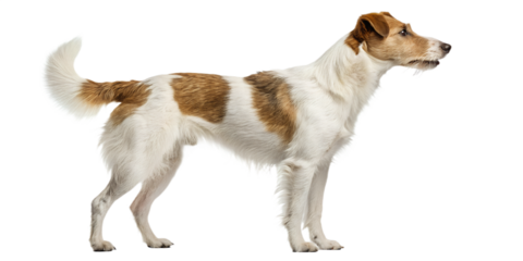 Realistic farm dog, full body, standing pose, neutral natural position, realistic proportions, clean detailed fur texture, soft studio lighting, eye level view, centered composition, isolated on trans