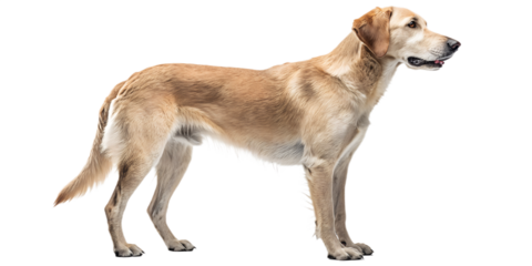 Realistic farm dog, full body, standing pose, neutral natural position, realistic proportions, clean detailed fur texture, soft studio lighting, eye level view, centered composition, isolated on trans