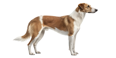 Realistic farm dog, full body, standing pose, neutral natural position, realistic proportions, clean detailed fur texture, soft studio lighting, eye level view, centered composition, isolated on trans