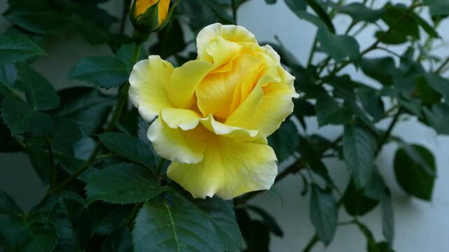 Beautiful pale yellow rose flower against the background of the white wall of the house. 