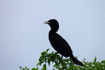 black crow on a branch