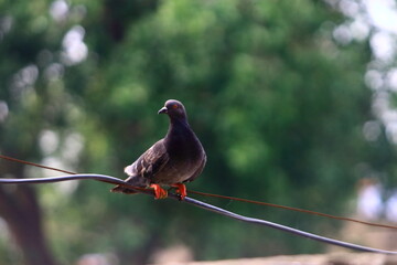 pigeon on a branch