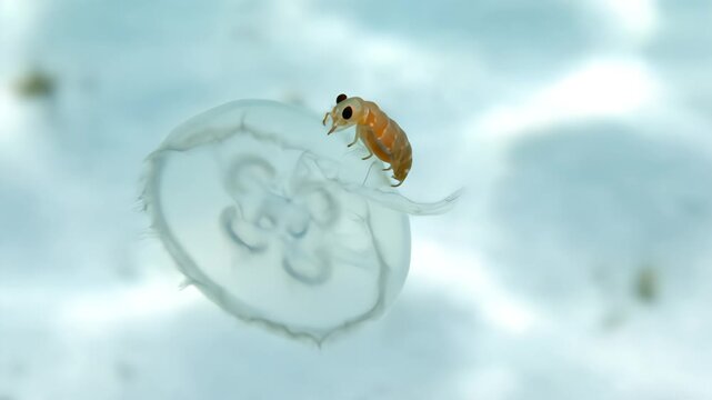A parasitic Hyperiid amphipod crustacean riding on its host, a small transparent jellyfish, illustrating a unique example of symbiosis in marine zooplankton