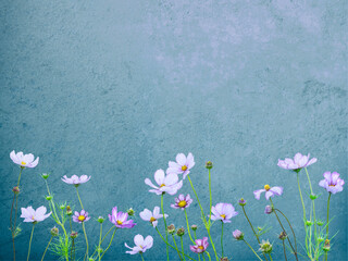 Isolated pink white cosmos flowers on a blue background with copy space, floral summer design