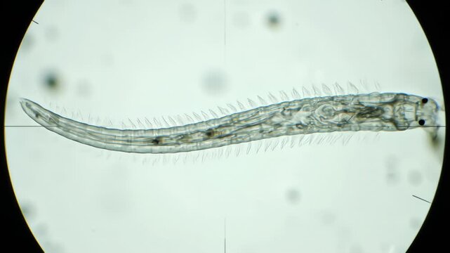 Microscopic observation of a Nereis polychaete, a marine annelid worm commonly known as a ragworm or clamworm, showing its segmented body and bristles