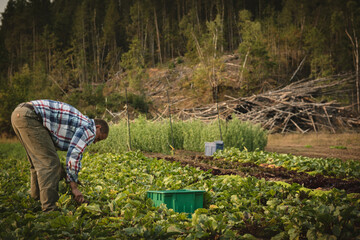 Male farmer picking leafy greens into green plastic crate at field edge near forest, copy space