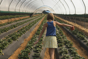 Child girl walking along pathway between strawberry plants under hoop house holding red container