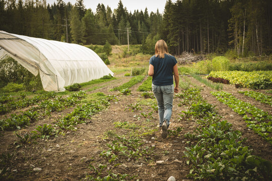 Woman farmer walking between vegetable rows on small farm near white hoop house and power lines