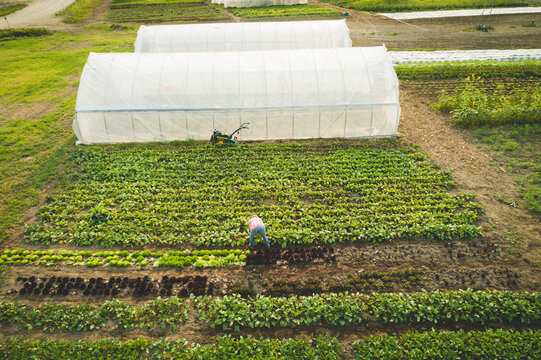Female farmer tending rows of salad greens on rural farm beside greenhouse tunnel with tiller