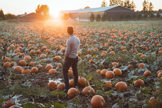 Middle-aged man standing in pumpkin patch with orange pumpkins during golden sunset harvest
