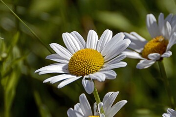 Obraz premium Close-up of white daisies with yellow centers against a blurred green background in a natural setting.