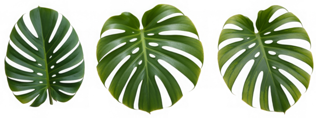 PNG Vibrant tropical monstera leaves, element set on transparent background 
