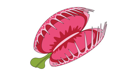 Unique and captivating Venus flytrap plant with its distinctive red and pink trap open ready to catch unsuspecting insects.