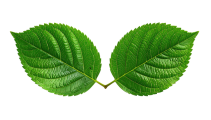 Close-up of two vibrant green leaves joined at the stem, set against a stark black background