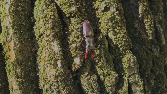 Close-up of impressive Greater Stag Beetle (Lucanus cervus), its enlarged mandibles prominents, as it slowly descends heavily moss-covered, rough bark of an old oak trunk