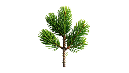Close-up studio shot of a vibrant green evergreen branch against a stark black background