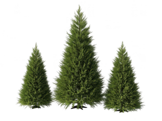 Three lush green pine trees standing together isolated on transparent background