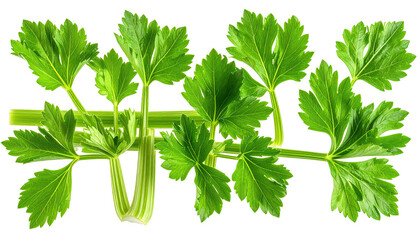 Close-up studio shot of a vibrant green celery stalk and leaves against a black background