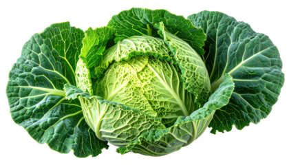 Close-up studio shot of a vibrant green Savoy cabbage, leaves tightly clustered