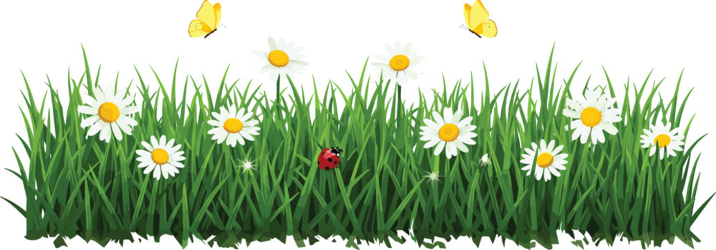 Lush green grass with blooming daisies, butterflies, and a ladybug creating a bright and cheerful spring garden scene