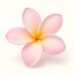 Beautiful pink and yellow plumeria frangipani flower isolated on white background, a tropical exotic blossom perfect for spa, beauty, and summer garden nature themes